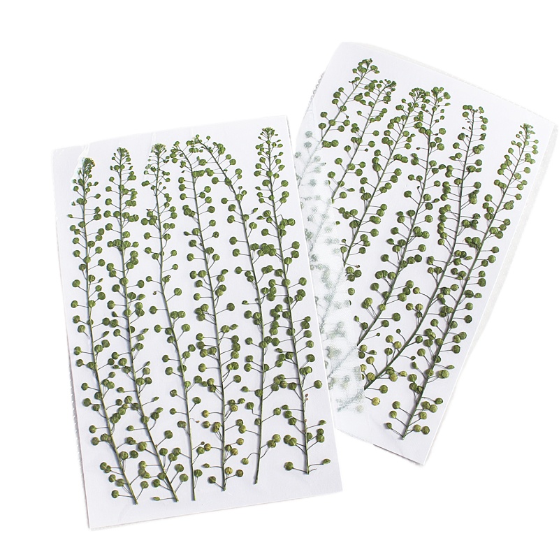 Natural Color Green Bell Grass - Resin Craft Ideas recension och pris