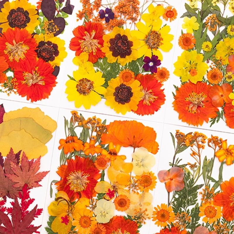 Natural Pressed Dried Flower F - Resin Craft Ideas recension och pris